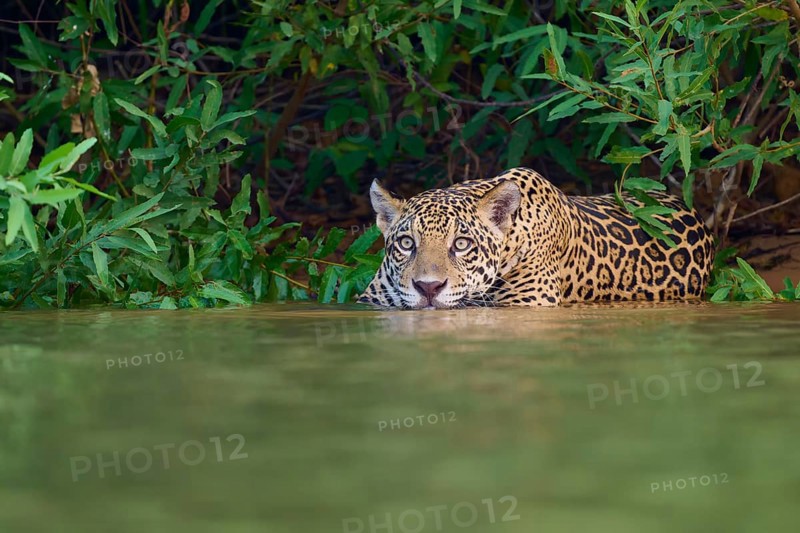 A jaguar in the water, crouched and alert, half hidden in the dense jungle, Jaguar (Panthera onca), Pantanal, UNESCO Biosphere Reserve, Mato Grosso, Brazil