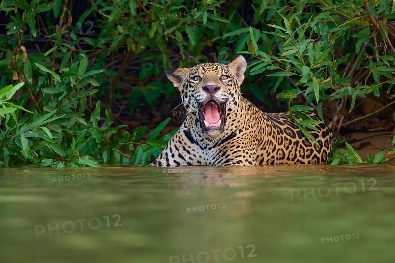 A jaguar in the water, roaring or calling, surrounded by green jungle, Jaguar (Panthera onca), Pantanal, UNESCO Biosphere Reserve, Mato Grosso, Brazil