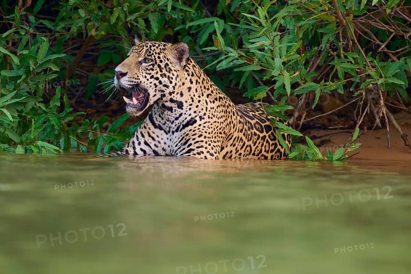 A lurking jaguar in the water with open snout, Jaguar (Panthera onca), Pantanal, UNESCO Biosphere Reserve, Mato Grosso, Brazil