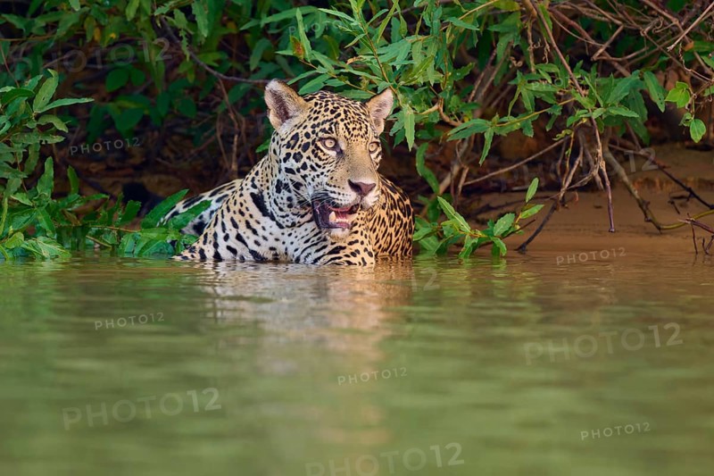 A jaguar stands in the water, surrounded by dense vegetation, Jaguar (Panthera onca), Pantanal, UNESCO Biosphere Reserve, Mato Grosso, Brazil