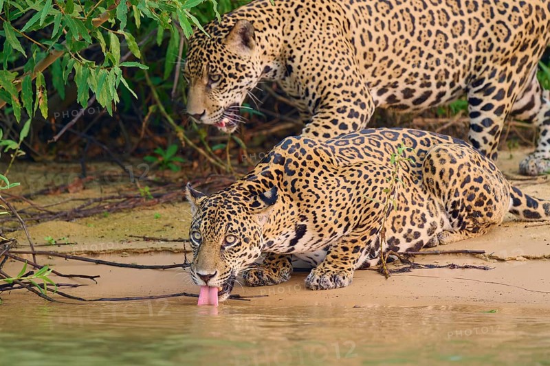 Two jaguars at the water's edge, one drinking attentively in dense vegetation, Jaguar (Panthera onca), Pantanal, UNESCO Biosphere Reserve, Mato Grosso, Brazil