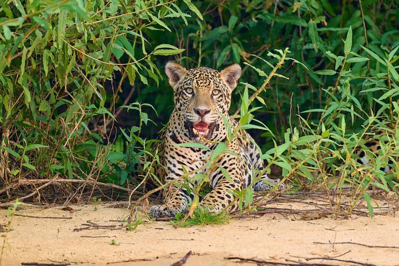 A jaguar in a guard posture at the edge of dense vegetation on sand, Jaguar (Panthera onca), Pantanal, UNESCO Biosphere Reserve, Mato Grosso, Brazil