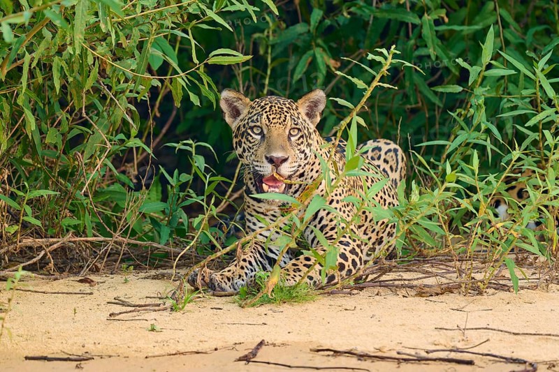 A jaguar lies relaxed on sandy ground in front of dense vegetation, Jaguar (Panthera onca), Pantanal, UNESCO Biosphere Reserve, Mato Grosso, Brazil