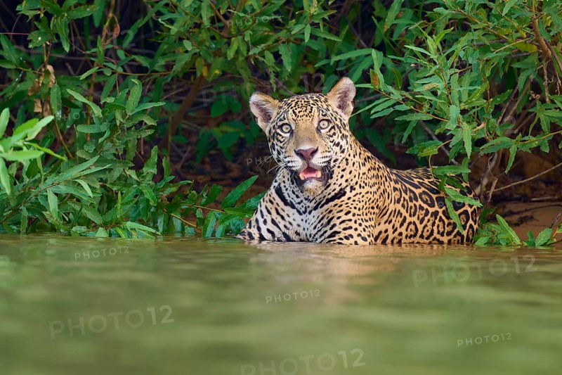A jaguar in the water, surrounded by dense green jungle, with an attentive gaze, Jaguar (Panthera onca), Pantanal, UNESCO Biosphere Reserve, Mato Grosso, Brazil
