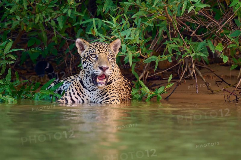 A jaguar stands half in the water with an intense gaze, Jaguar (Panthera onca), Pantanal, UNESCO Biosphere Reserve, Mato Grosso, Brazil