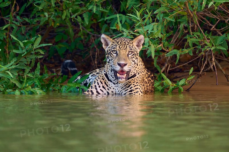A jaguar watches attentively from the water, jaguar (Panthera onca), Pantanal, UNESCO Biosphere Reserve, Mato Grosso, Brazil