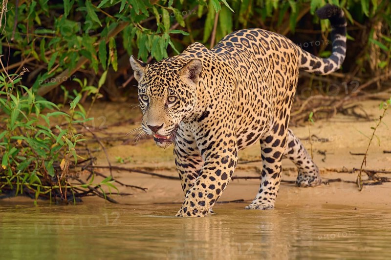 Big cat wading into the water, gazing intently into the greenery, jaguar (Panthera onca), Pantanal, UNESCO Biosphere Reserve, Mato Grosso, Brazil