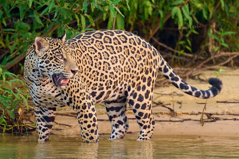 Jaguar turning away from the water, surrounded by tropical bushes, Jaguar (Panthera onca), Pantanal, UNESCO Biosphere Reserve, Mato Grosso, Brazil
