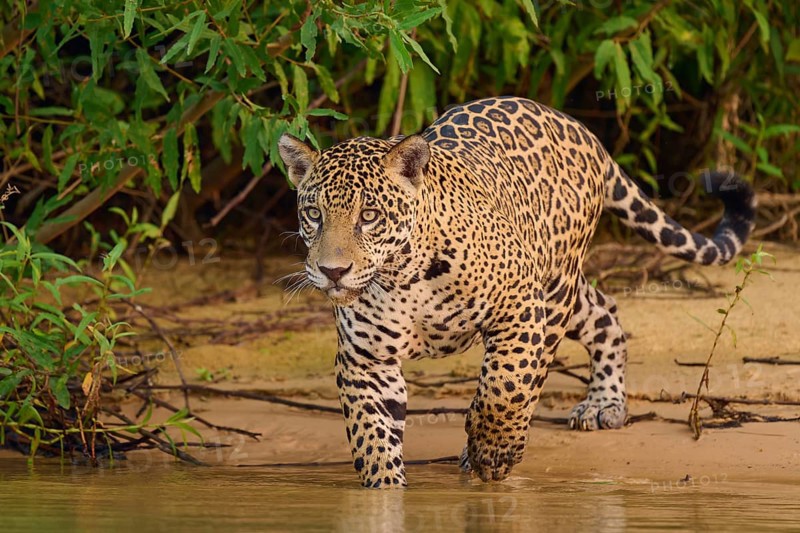 Jaguar walking along the river, surrounded by lush vegetation, Jaguar (Panthera onca), Pantanal, UNESCO Biosphere Reserve, Mato Grosso, Brazil