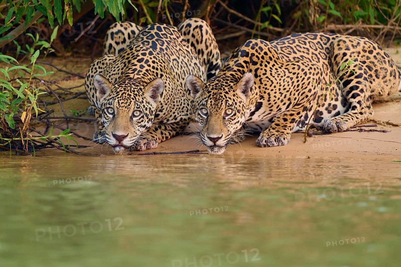 Two jaguars lying on the riverbank looking at the water, surrounded by leaves, Jaguar (Panthera onca), Pantanal, UNESCO Biosphere Reserve, Mato Grosso, Brazil