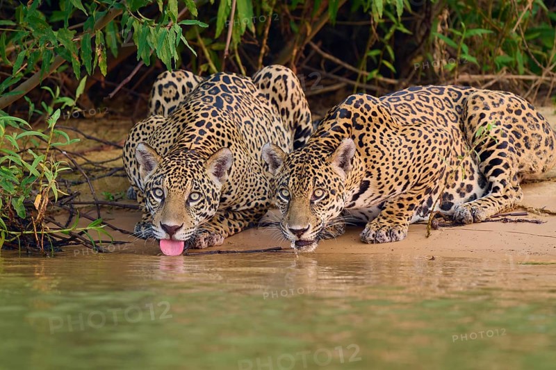 Two jaguars drinking water on the river bank, their pelts shining in the sun, Jaguar (Panthera onca), Pantanal, UNESCO Biosphere Reserve, Mato Grosso, Brazil