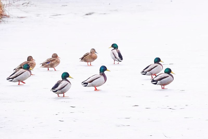 Ducks on a frozen lake, winter, Germany