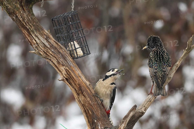 Great spotted woodpecker (Dendrocopos major) defends food source in the forest against starling (Sturnus vulgaris) Allgäu, Bavaria, Germany, Allgäu, Bavaria, Germany