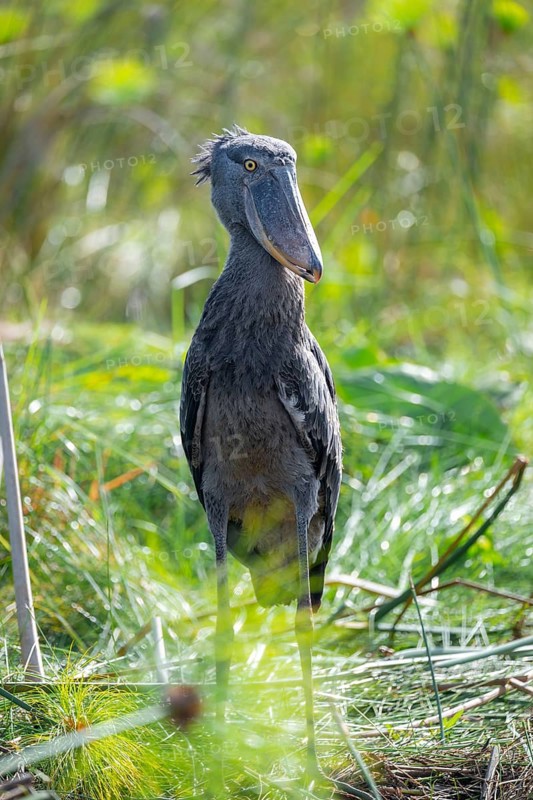 Shoebill (Balaeniceps rex), juvenile, swamps of Mabamba, Lake Victoria, Uganda