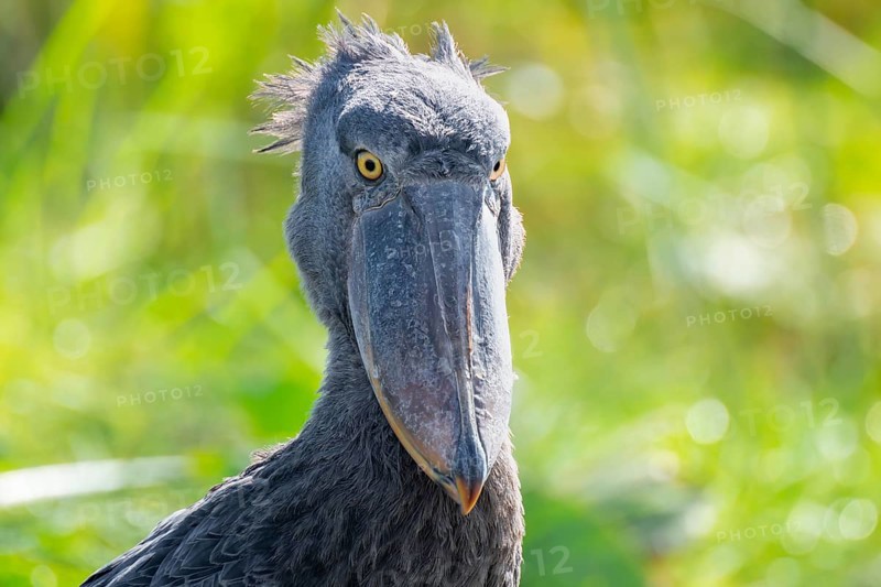 Shoebill (Balaeniceps rex), juvenile, funny animal portrait, swamps of Mabamba, Lake Victoria, Uganda