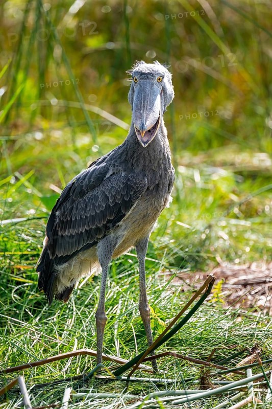 Shoebill (Balaeniceps rex), juvenile with open beak, swamps of Mabamba, Lake Victoria, Uganda