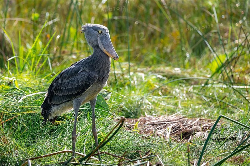 Shoebill (Balaeniceps rex), juvenile, swamps of Mabamba, Lake Victoria, Uganda