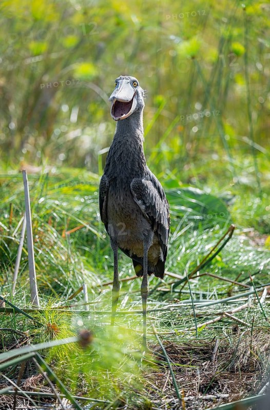 Shoebill (Balaeniceps rex), juvenile with open beak, funny, swamps of Mabamba, Lake Victoria, Uganda