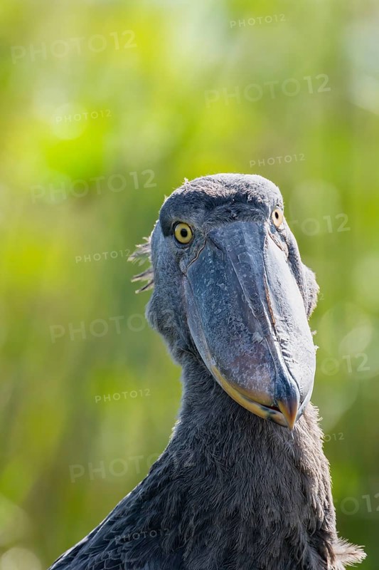 Shoebill (Balaeniceps rex), juvenile, animal portrait, swamps of Mabamba, Lake Victoria, Uganda
