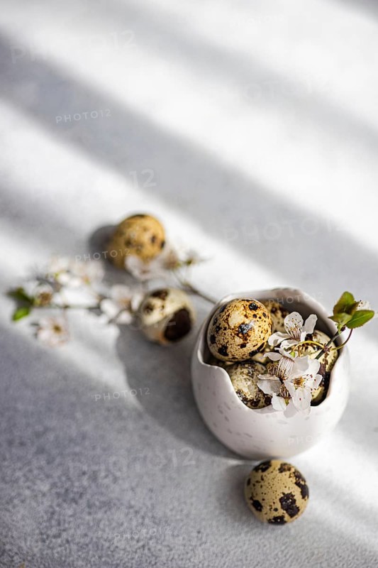 A quail eggs nestled in a white ceramic bowl with delicate cherry blossoms, symbolizing the freshness and renewal of the Easter holiday. Soft natural light casts gentle shadows, adding depth to this serene springtime scene
