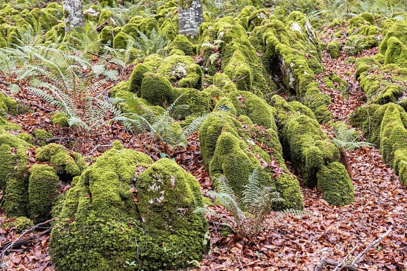 A magic forest scene featuring moss covered rocks and ferns amidst a rich carpet of fallen autumn leaves. The image captures the tranquility and lushness of nature