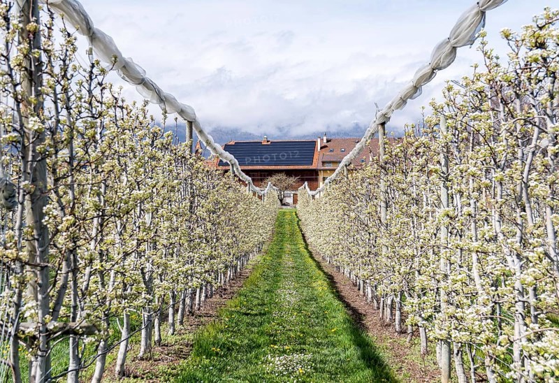 Apple trees in full bloom line a narrow path leading to a charming house in a small village in Switzerland, showcasing the vibrant beauty of spring