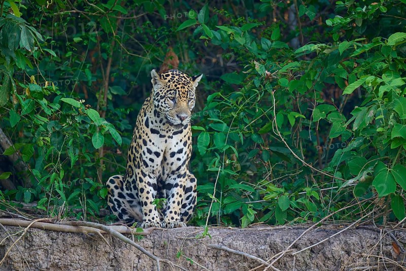 A sitting jaguar is surrounded by the dense foliage of a forest, Jaguar (Panthera onca), Pantanal, UNESCO Biosphere Reserve, Mato Grosso, Brazil