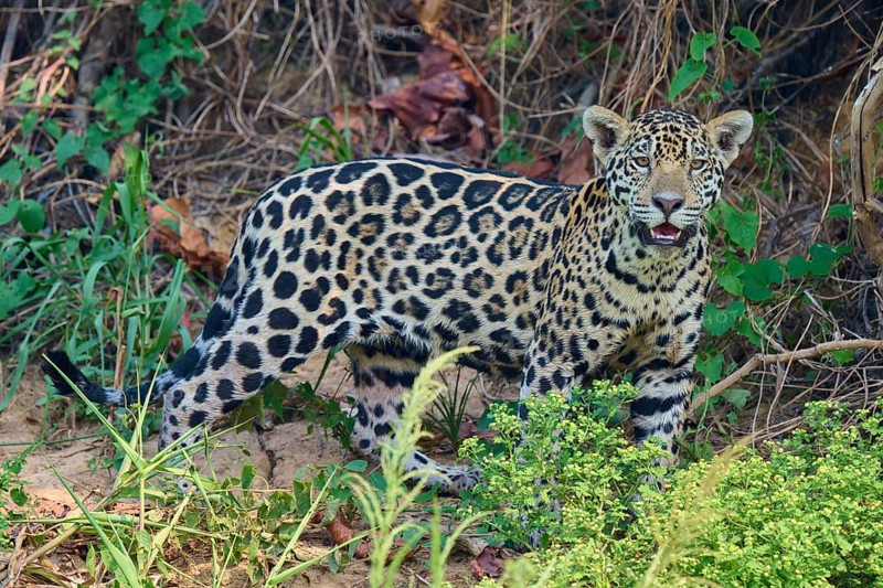 A jaguar stands within dense vegetation, attentive face, surrounded by nature, Jaguar (Panthera onca), Pantanal, UNESCO Biosphere Reserve, Mato Grosso, Brazil