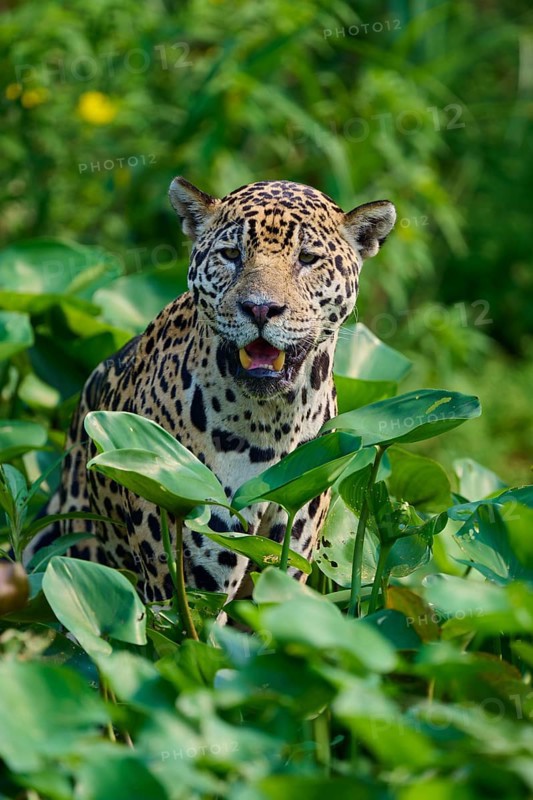 A jaguar in the midst of green leaves, with slightly open mouth, looks refreshed and curious, Jaguar (Panthera onca), Pantanal, UNESCO Biosphere Reserve, Mato Grosso, Brazil