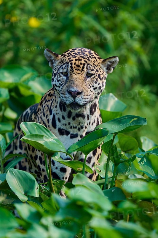 A jaguar sits between dense green leaves in the jungle and looks calmly into the camera, Jaguar (Panthera onca), Pantanal, UNESCO Biosphere Reserve, Mato Grosso, Brazil