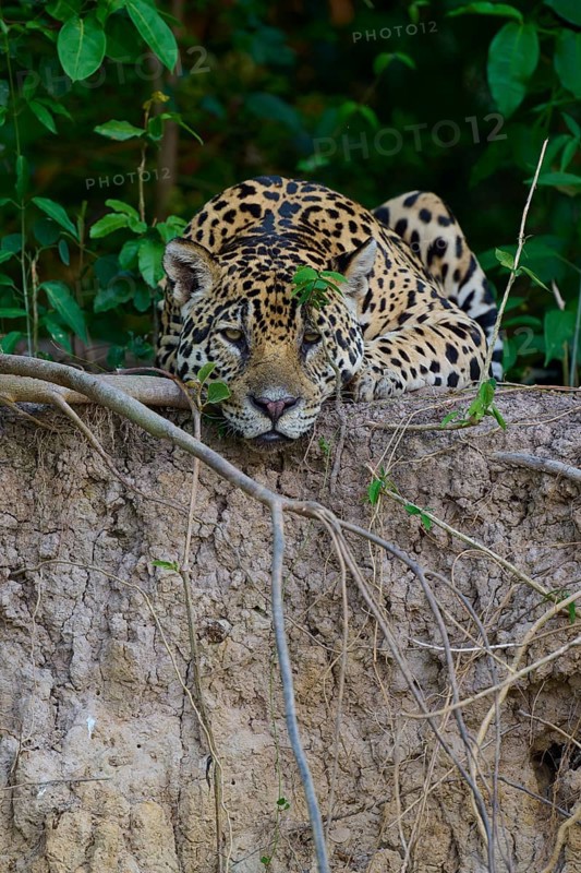A jaguar lies alert and camouflaged on the riverbank in the jungle, surrounded by plants, Jaguar (Panthera onca), Pantanal, UNESCO Biosphere Reserve, Mato Grosso, Brazil