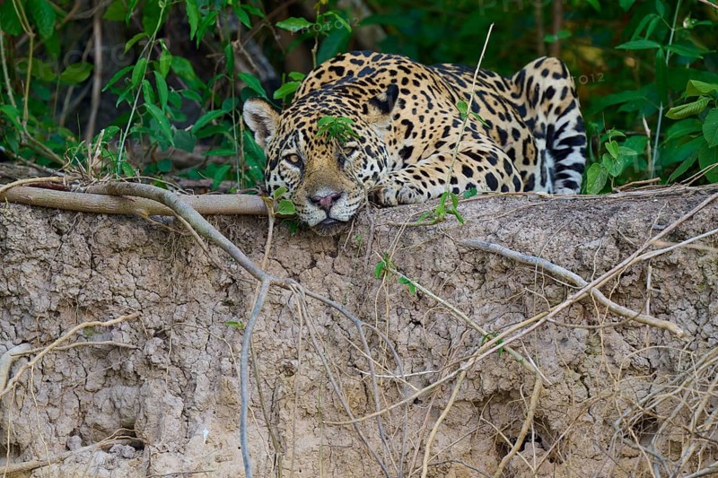 A jaguar rests on a mound of earth in the jungle, surrounded by lush greenery, Jaguar (Panthera onca), Pantanal, UNESCO Biosphere Reserve, Mato Grosso, Brazil