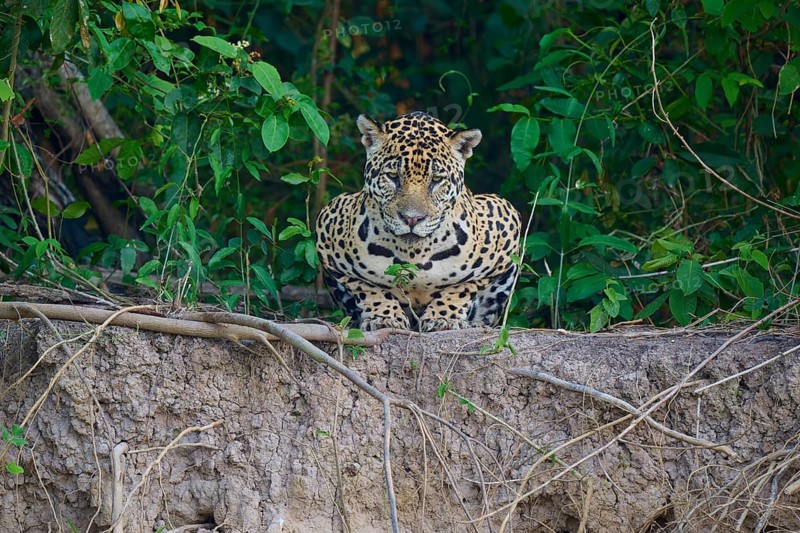 A jaguar lies on the edge, surrounded by dense greenery, Jaguar (Panthera onca), Pantanal, UNESCO Biosphere Reserve, Mato Grosso, Brazil