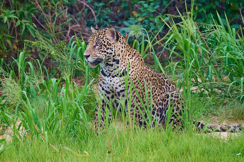Jaguar sits quietly in the greenery, well camouflaged by the vegetation, Jaguar (Panthera onca), Pantanal, UNESCO Biosphere Reserve, Mato Grosso, Brazil
