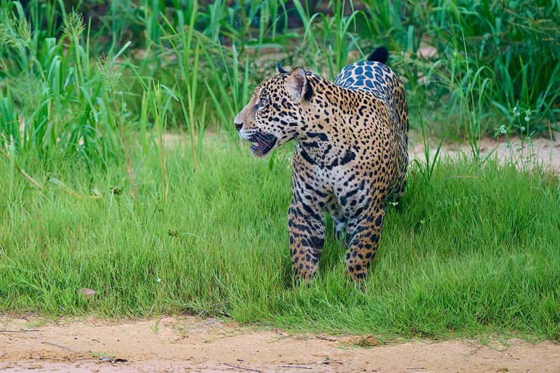 A jaguar stands in the grass, alert and vigilant, jaguar (Panthera onca), Pantanal, UNESCO Biosphere Reserve, Mato Grosso, Brazil