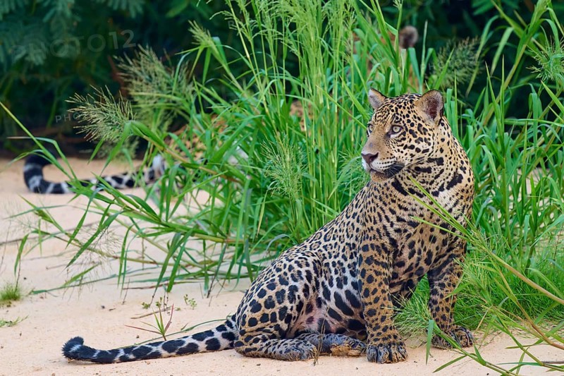 A jaguar sits in the greenery, surrounded by sand and plants, Jaguar (Panthera onca), Pantanal, UNESCO Biosphere Reserve, Mato Grosso, Brazil