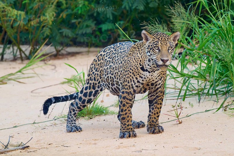 An alert jaguar stands in a tropical area surrounded by sand, Jaguar (Panthera onca), Pantanal, UNESCO Biosphere Reserve, Mato Grosso, Brazil