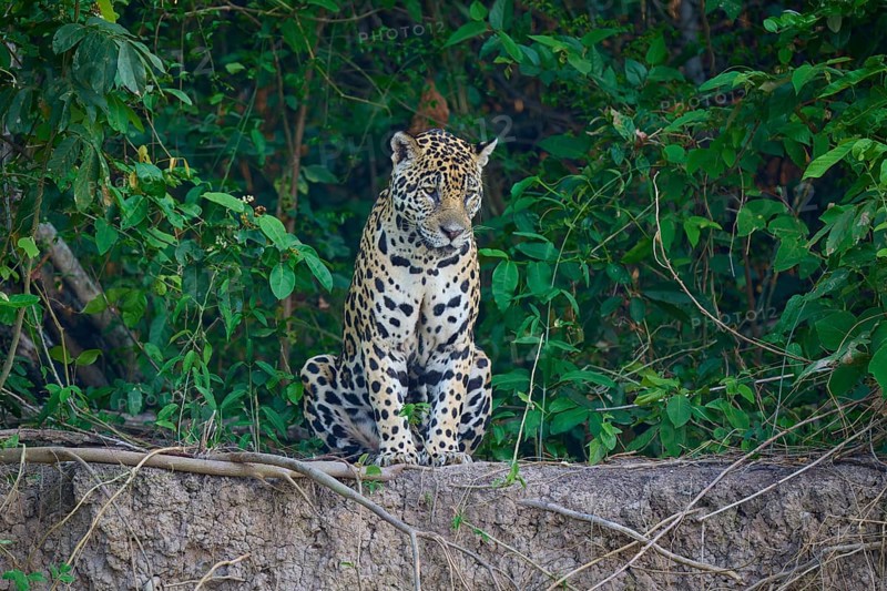 A jaguar sits vigilantly on the riverbank surrounded by dense jungle, Jaguar (Panthera onca), Pantanal, UNESCO Biosphere Reserve, Mato Grosso, Brazil