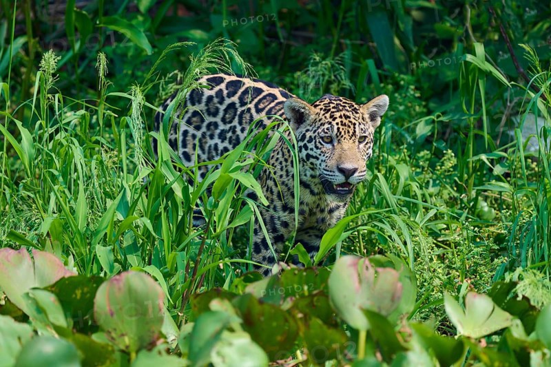 A jaguar hides in the tall, green grass, alert, as if vigilantly checking its surroundings, Jaguar (Panthera onca), Pantanal, UNESCO Biosphere Reserve, Mato Grosso, Brazil
