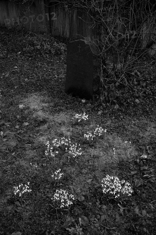 Snowdrop (Galanthus nivalis) gravestones, graves, Historic Old Cemetery, black and white, Fellbach, Baden-Württemberg, Germany