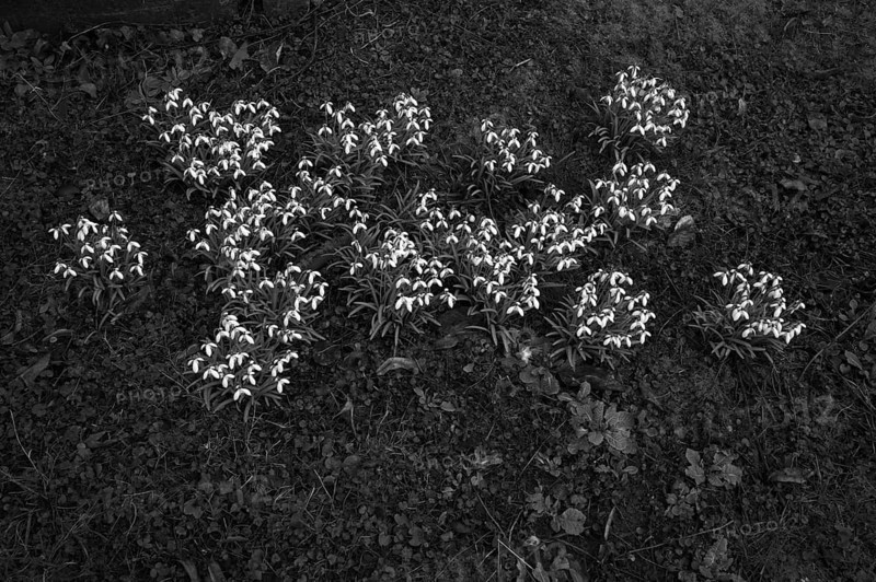 Snowdrop (Galanthus nivalis) Historic Old Cemetery, black and white, Fellbach, Baden-Württemberg, Germany