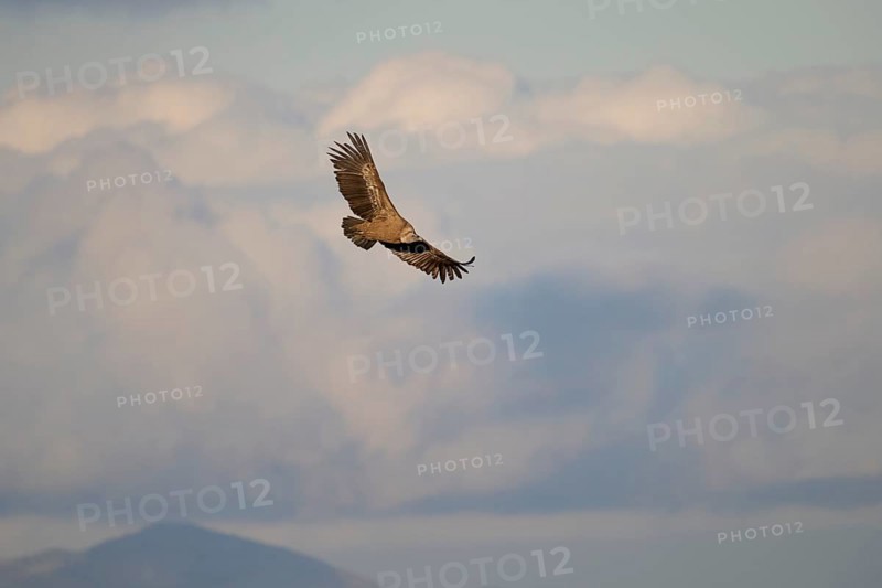 A griffon vulture gracefully glides through the sky, its wings extended wide against a backdrop of soft clouds and distant mountain peaks Photographed in Alicante, Spain