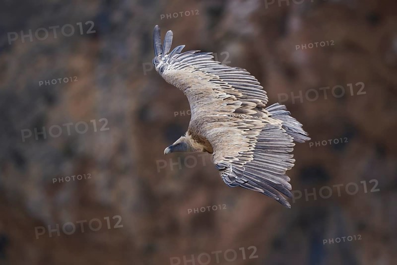 A griffon vulture soaring gracefully above rugged rocky cliffs, its expansive wings and intricate plumage beautifully displayed Photographed in Alicante, Spain