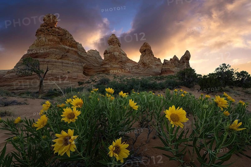 Stunning landscape image of Coyote Buttes in the Paria Canyon-Vermilion Cliffs Wilderness, Arizona, featuring vibrant Desert Sunflowers, Geraea canescens under a dramatic sunset sky