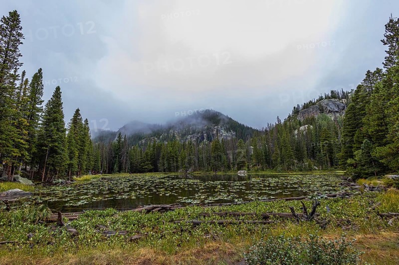 Captivating view of a serene lake dotted with lily pads, encased by a dense green forest under a foggy mountain backdrop. This tranquil nature scene captures the essence of Colorado's wilderness