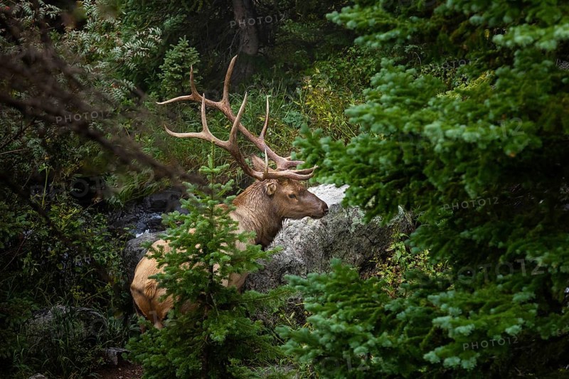 Majestic elk with impressive antlers rests by a creek, surrounded by dense foliage in the serene forests of Colorado, showcasing natural wildlife habitat