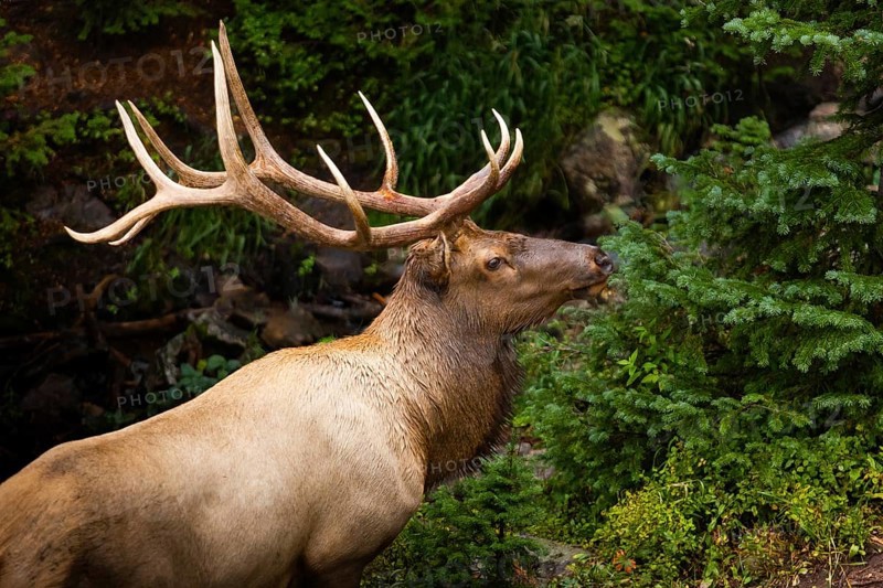 An impressive elk stands amidst vibrant green foliage in a Colorado forest, with striking antlers showcased in a natural setting