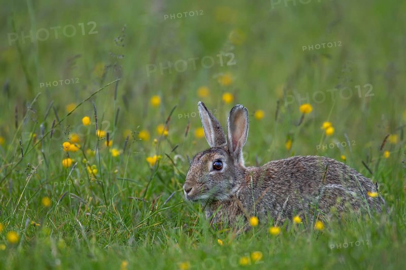 Moorland meadows offer the wild rabbit (Oryctolagus cuniculus) a rich food spectrum, Germany