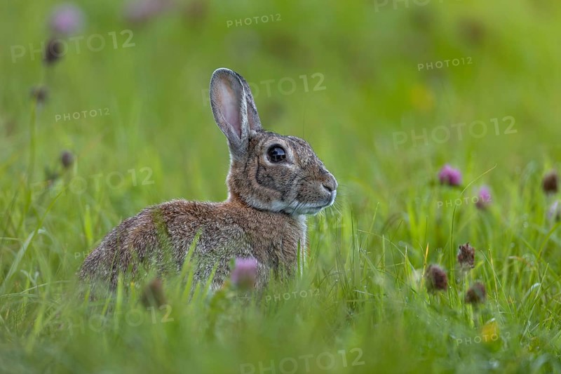 A few minutes ago, the wild rabbit (Oryctolagus cuniculus) left the safe cover of a hedge, Germany