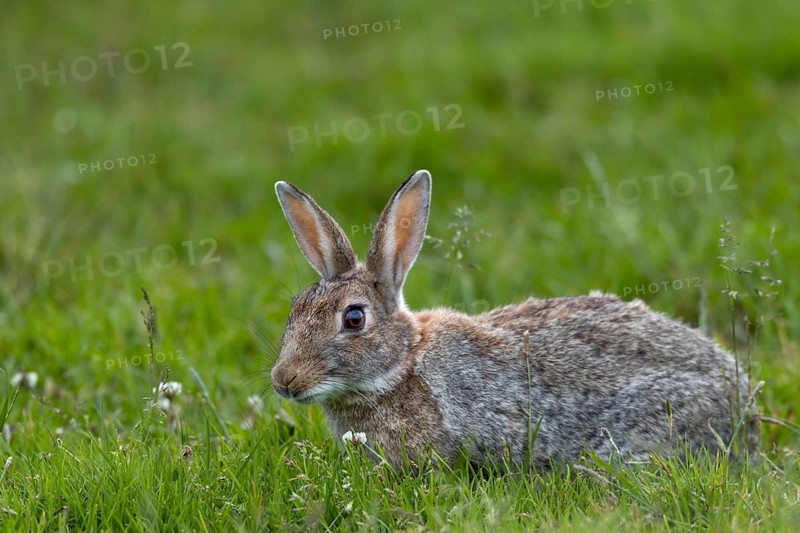 With such a rich food supply, the wild rabbit (Oryctolagus cuniculus) selectively eats different plant species, Germany
